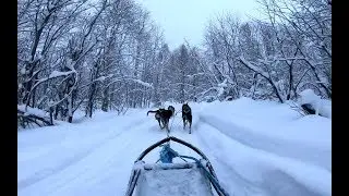Dog sledding in Norway (Tromso)