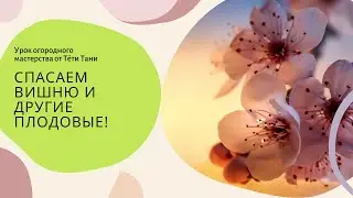 903. Спасаем вишню и другие плодовые. Монилиоз.