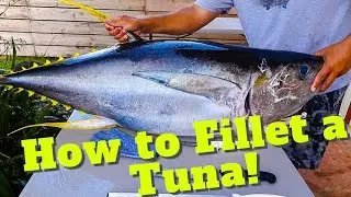 Fillet a Tuna like a Pro! | How to Fillet a Tuna| Fishing in Hawaii | Cleaning a Tuna