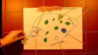 Euglena
