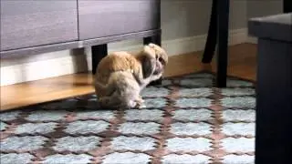 Bunny Cleans His Face - Super Cute