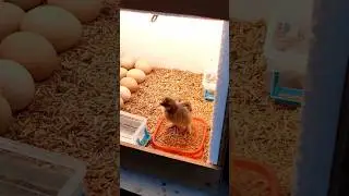 😋Pollitos Naciendo de Super Incubadora Casera
