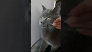Cute British Cat 🐱