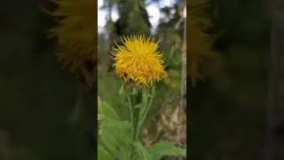 Природа Абастумани "настроение". Релакс