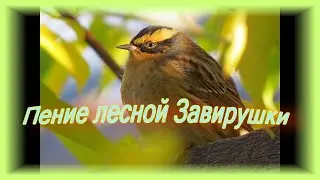 Пение лесной Завирушки