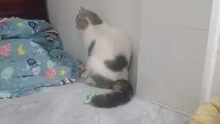 A cat is looking confused.😂👾😸