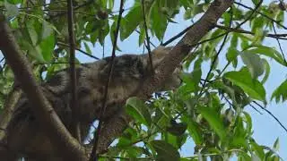 cat - Мурко