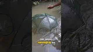 Cara mudah cari ikan dengan menggunakan bubu payung