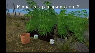 Mon Bazou - как выращивать Canabis/Коноплю?
