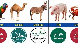 Halal and Haram Meat in Islam: A Complete Guide to Permissible & Forbidden Animals