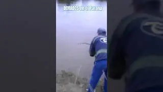 DORADOS en el Paraná