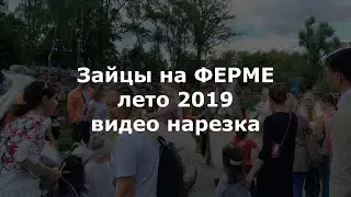 Зайцы на Ферме. Лето.