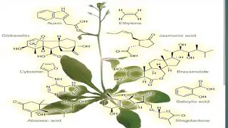 Plant Hormones| Neet| Csir Net Biology | RPSC 1st grade| Assistant Professor| Gate XL| KVS|