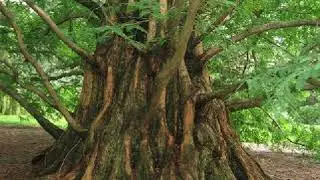 ~Metasequoia ~ and Trees with Shrubs in Spring// Alexandro Querevalú - Metasequoia
