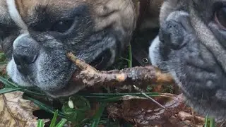 Щодня чекають...Собакам тут роздолля!