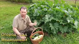 Урожай кабачков с гарантией