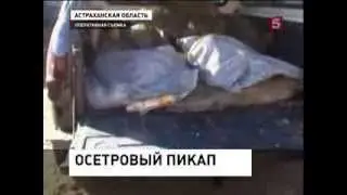Рыбоохрана России. Почти тонну осетра изъяли в Астраханской области