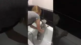 Говорящий кот