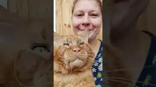 Мейн Кун. Кот Джокер. Пусть добро всегда сопровождает вас!