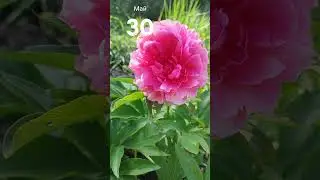 Пион Роуз Харт (Rose Heart)