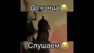 Когда берёшь собаку на дачу | Приколы | #Shorts