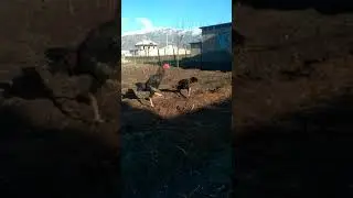 Дакан чаги