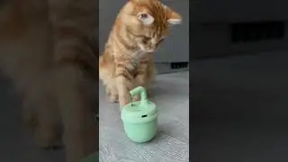Крутая игрушка для котов 