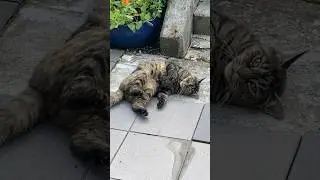 I have nothing to do ! #shorts #catlover #catvideos #petlover #norway #animals #catshorts #lazy
