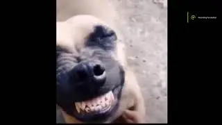 Funny Dog Smile | Funny DOg | hehe yaaa heeee