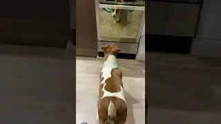 САМЫЕ СМЕШНЫЕ ЖИВОТНЫЕ // НЕ УЗНАЛА СЕБЯ 