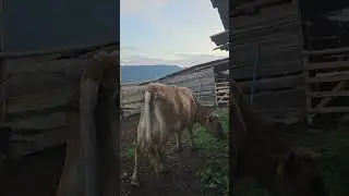 #сиыр#сиыр сауу#сиырөріс#мал#ауыл#тау#жаз