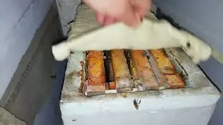 зима продолжатся, спасём пчёл.