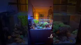 tank inspiration #aquarium #marineaquarium #reeftank #saltwateraquarium #fish
