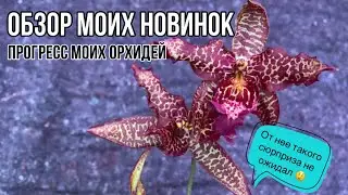 Обзор моих новинок орхидей🌺 || История и прогресс старых орхидей 🤔|| Болталка о растениях 🌱
