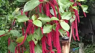 অন্য এটা চুটি ভিডিঅ'😍