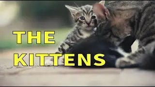 Here are the Kittens!