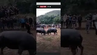 Chọi trâu điện biên (chấp sân nhà và cái kết)