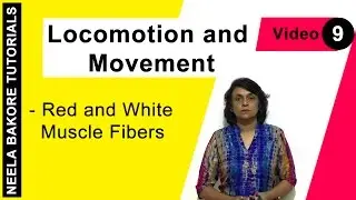 Locomotion and Movement | NEET | Red and White Muscle Fibers | Neela Bakore Tutorials