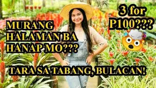 MURANG HALAMAN sa TABANG, BULACAN ang tinaguriang PLANT HAVEN ng BANSA