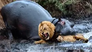 Hippopotamus in business! Hippopotamus vs lion crocodile rhino
