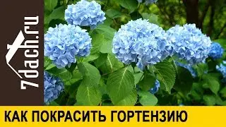 👩‍🌾 Как изменить окраску цветов гортензии крупнолистной: чем, как и когда - 7 дач