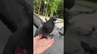 Стая ручных сизарей