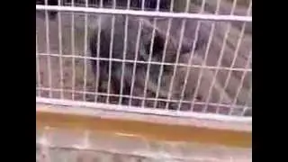 Межигорье стало общедоступным