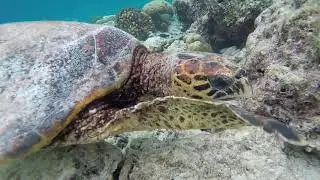 Maldives 2021
