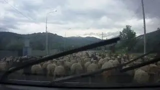 Скотские бараны