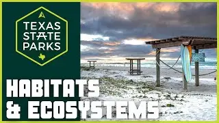 Habitats and Ecosystems of Mustang Island State Park: A Student's Guide
