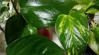 Полная коллекция моих сциндапсусов.