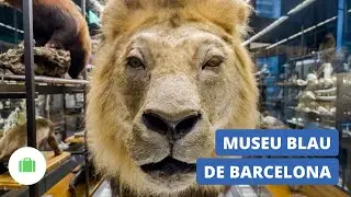 Museu Blau de Barcelona / Planes con niños en Barcelona