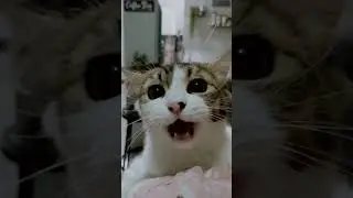 KUCING BAWEL