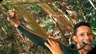 MINHOCUÇU BRASILEIRO